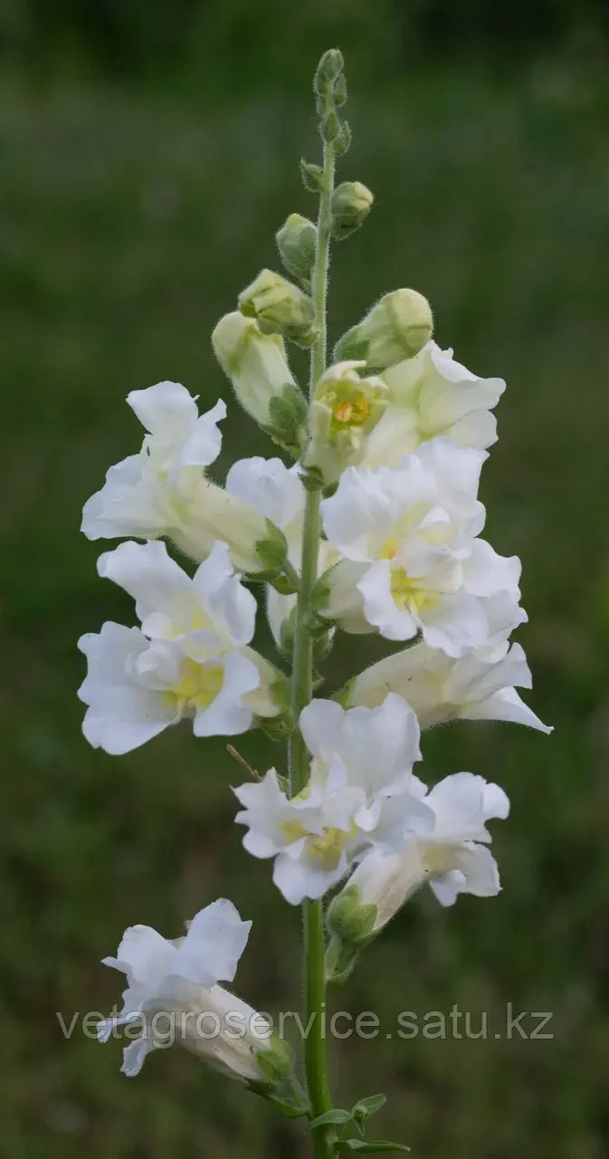 Львиный зев Madam Butterfly Ivory Syngenta 1000 семян