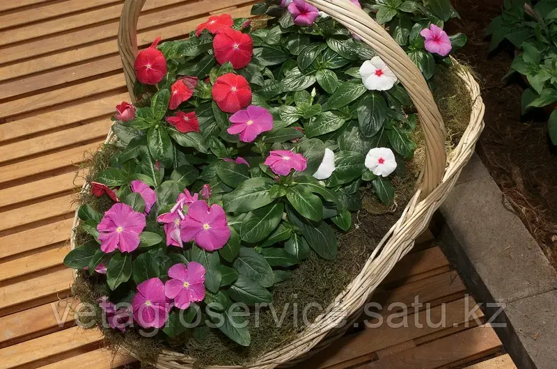 Катарантус (Vinca) Sunstorm MIX Syngenta 1000 семян