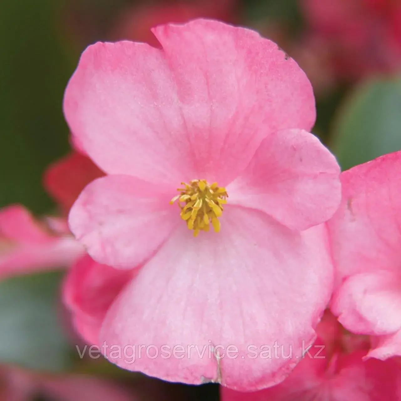 Бегония Volumia Pink Syngenta 1000 семян