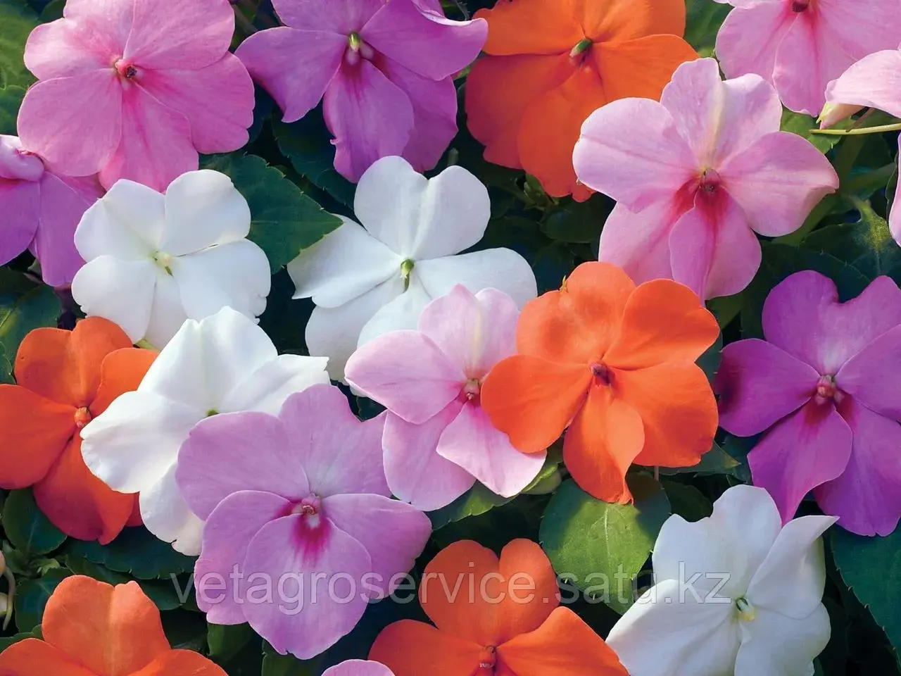 Бальзамин Xtreme Pastel MIX Syngenta 1000 семян