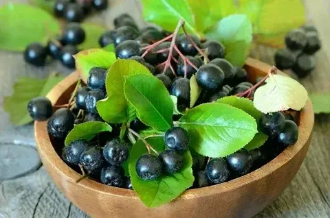 Черноплодная рябина