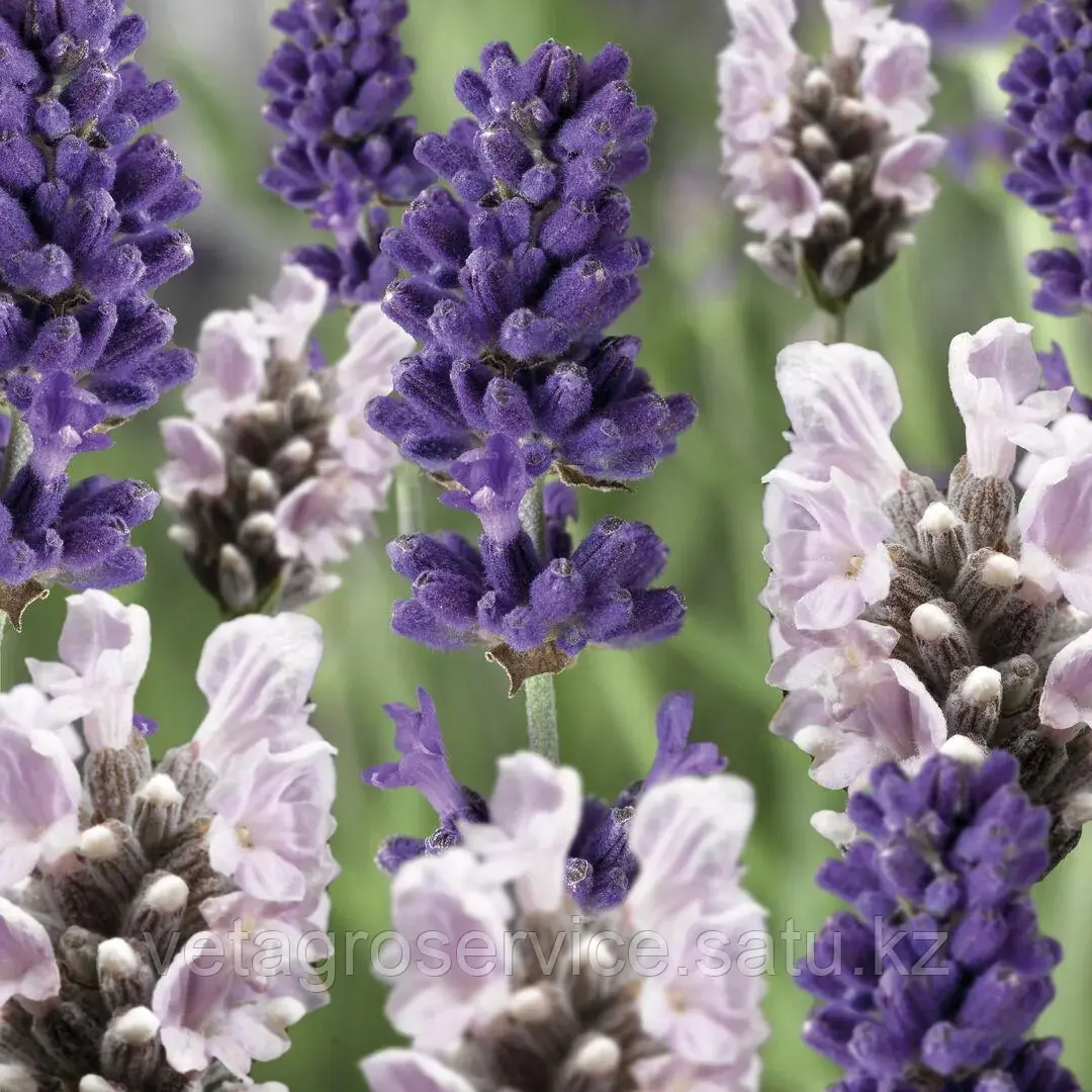 Лаванда Сцент Blue&White Early MIX 1000 семян Syngenta
