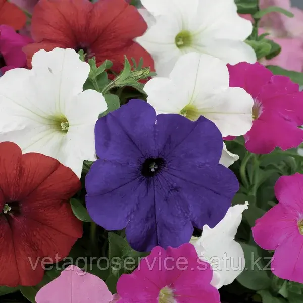 Петуния многоцветковая Damask/ Дамаск 1000 семян Syngenta