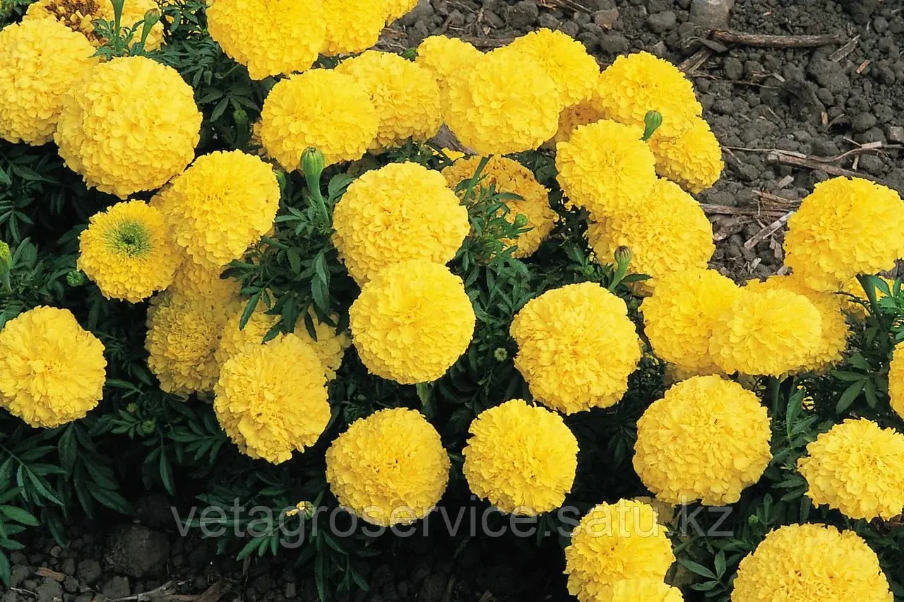 Тагетес ( бархатцы) Inca II Yellow Syngenta 1000 семян