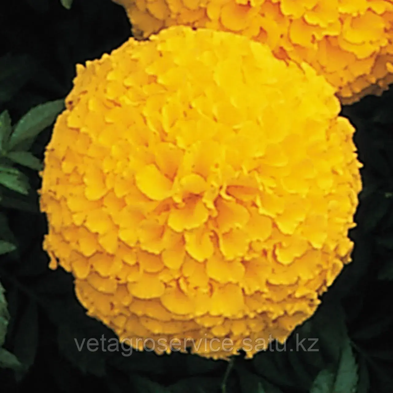 Тагетес (бархатцы) Inca II Gold Syngenta 1000 семян
