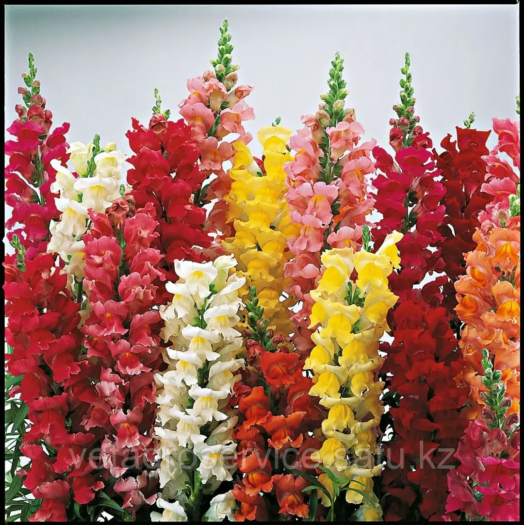 Львиный зев Liberty Classic Mix Syngenta 1000 семян