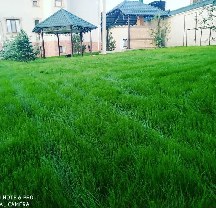 Посев газон