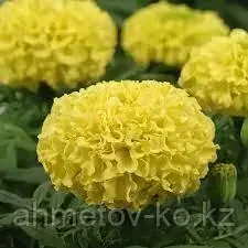 Тагетес Тайшан Меригольд лимонный (Tagetes Taishan Marigold)