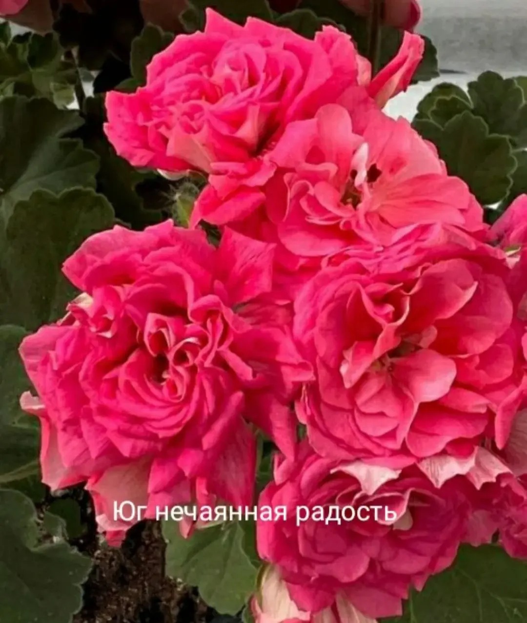 Пеларгония ЮГ Нечаянная радость/растение в горшке