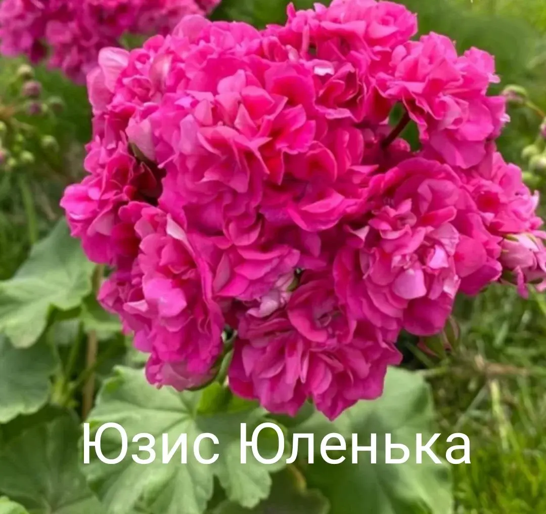 Пеларгония Юзис Юленька/ укорененный черенок