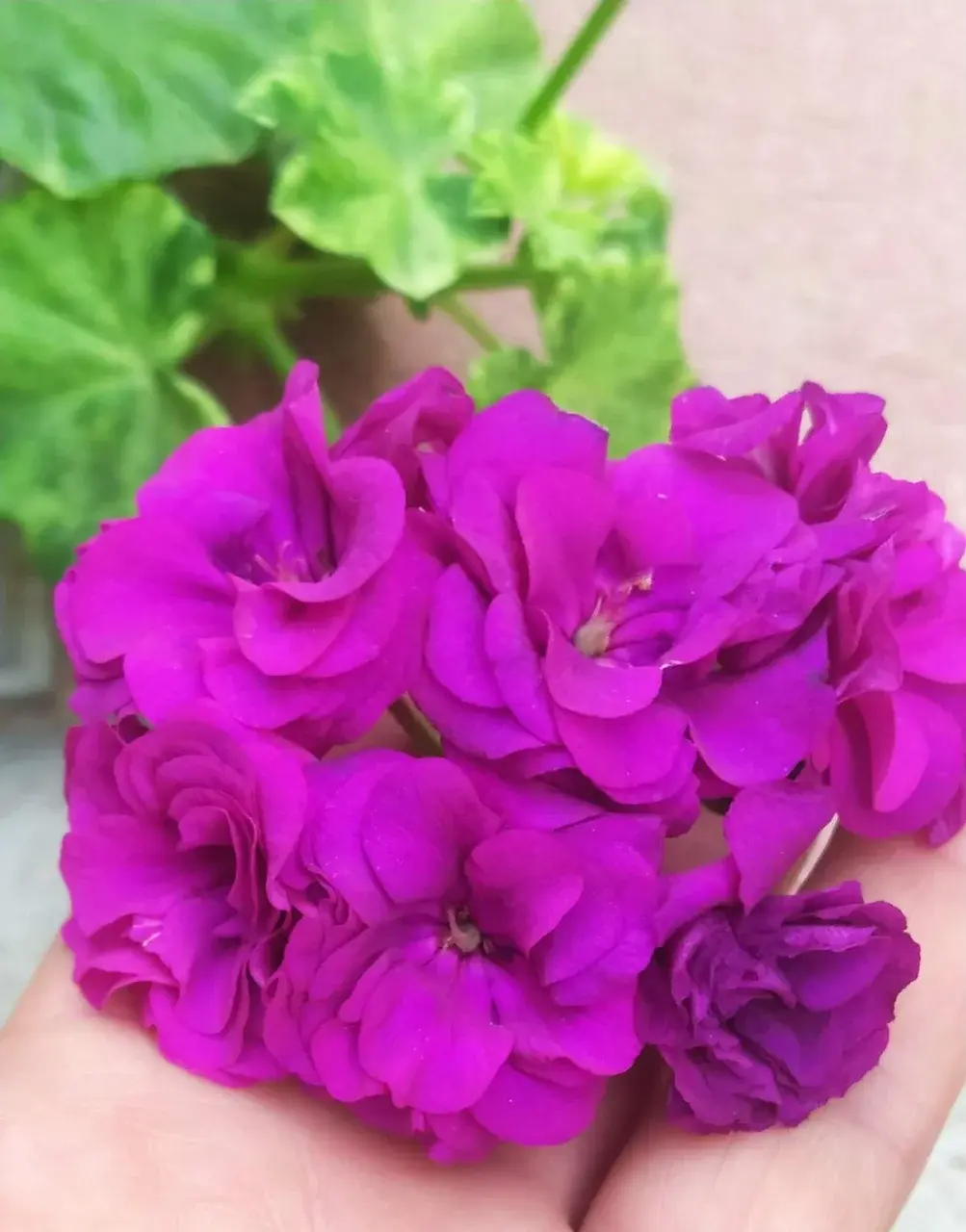 Variegated girofle/укор.черенок