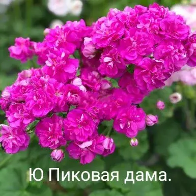 Пеларгония Ю Пиковая дама /растение в горшке