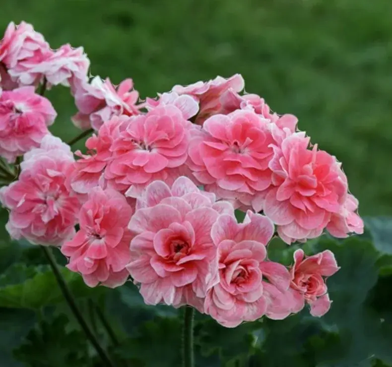 Пеларгония Cara rosa/ растение в горшке