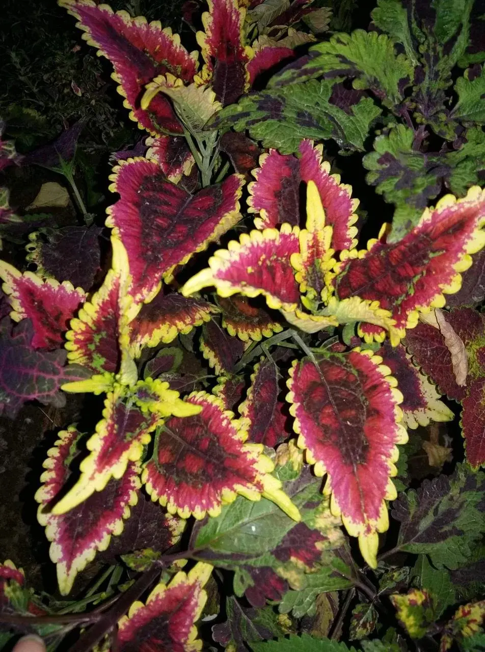 Колеус El Brighto/срез