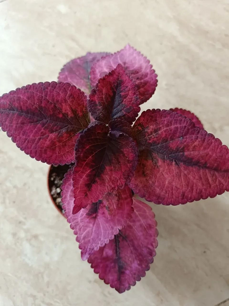 Колеус Maripoza/растение в горшке
