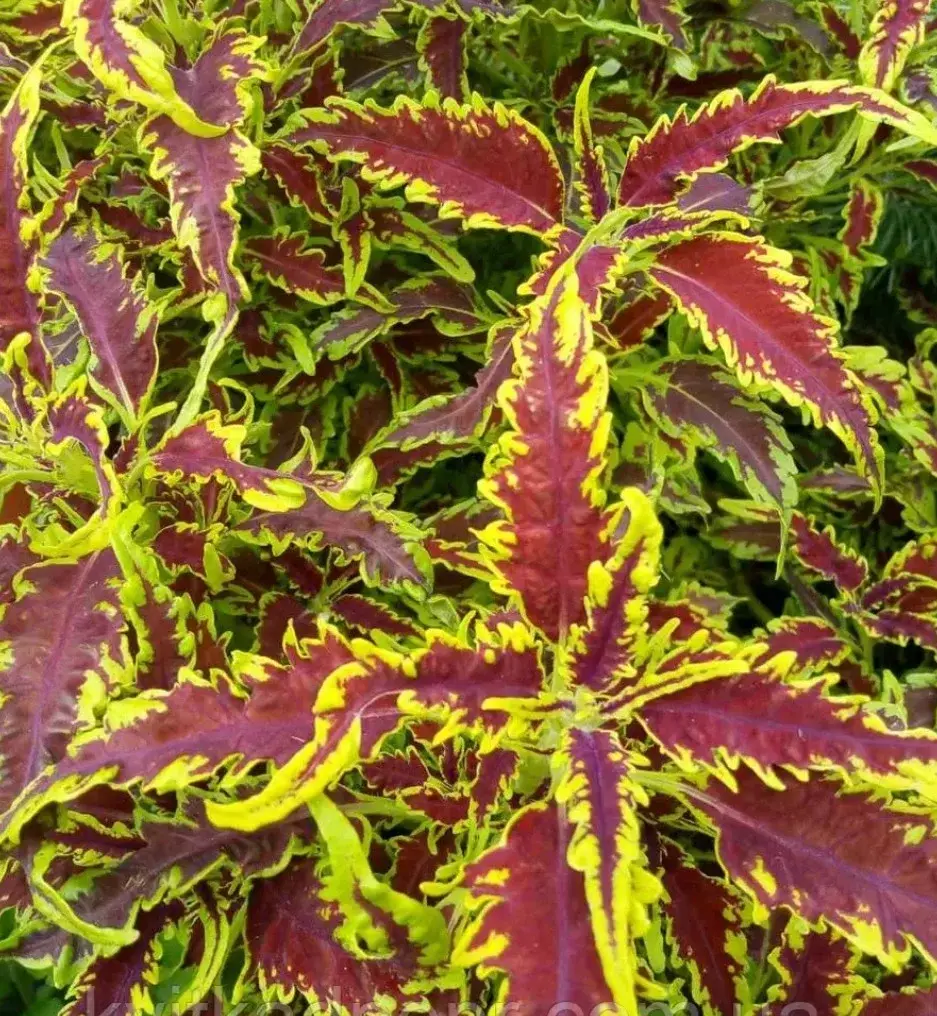 Колеус Red croton/срез