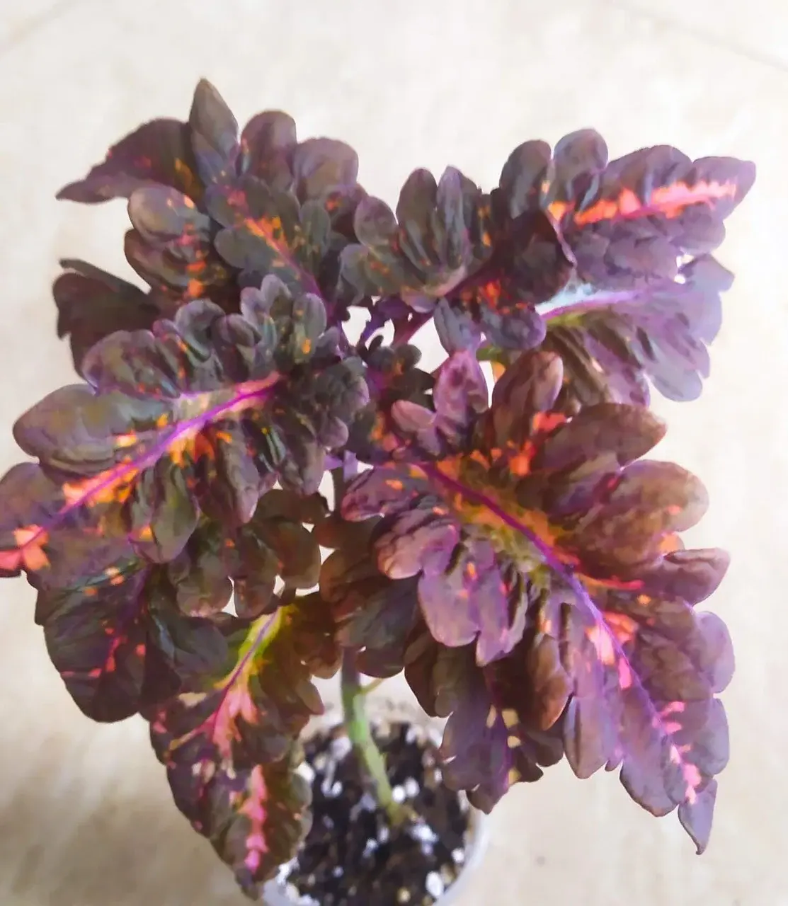 Колеус Коварная любовь/укорененный черенок