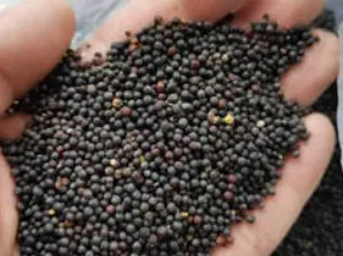 продажа рапса 1700 тонн