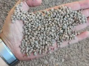 продам чечевицу 500 тонн