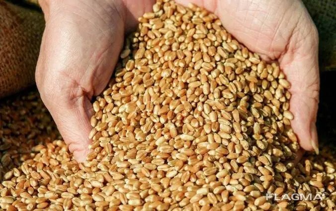 Продажа масличных культур