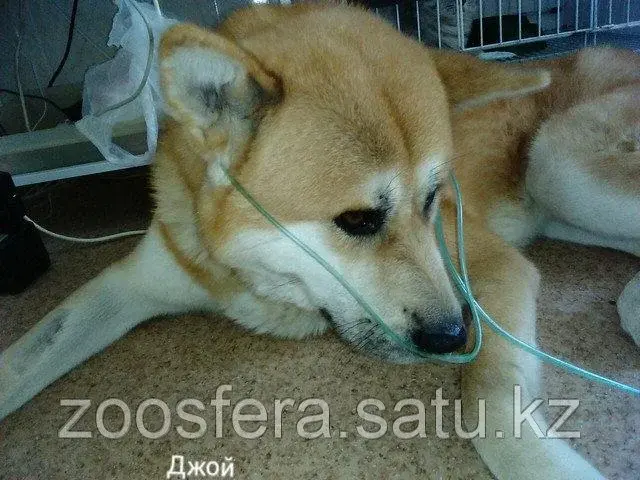 Стационар для животных Код: 00082