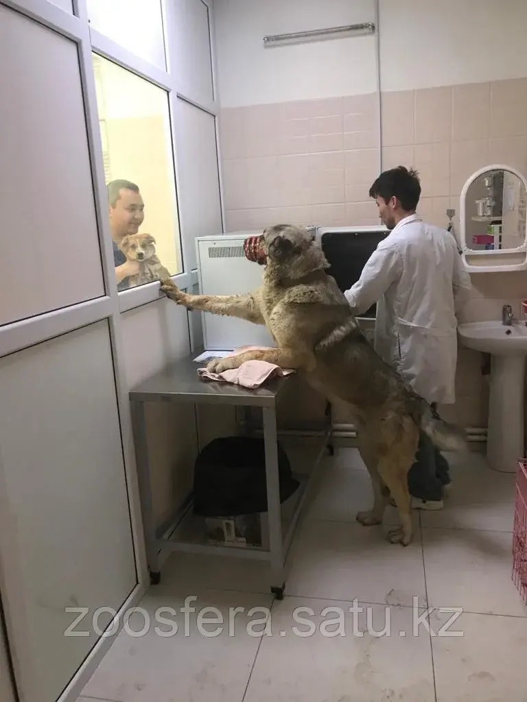 Стационар для животных Код: 00082
