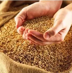 Продам пшеница 25клей, 26клей
