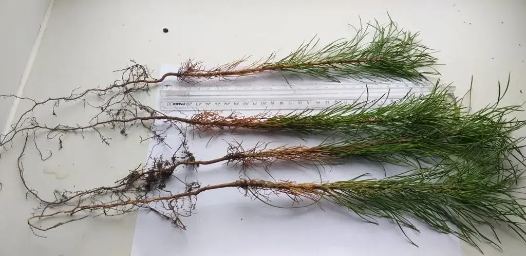 Сеянцы сосны сибирской (кедровой) (Pinus sibirica) 1-2 лет