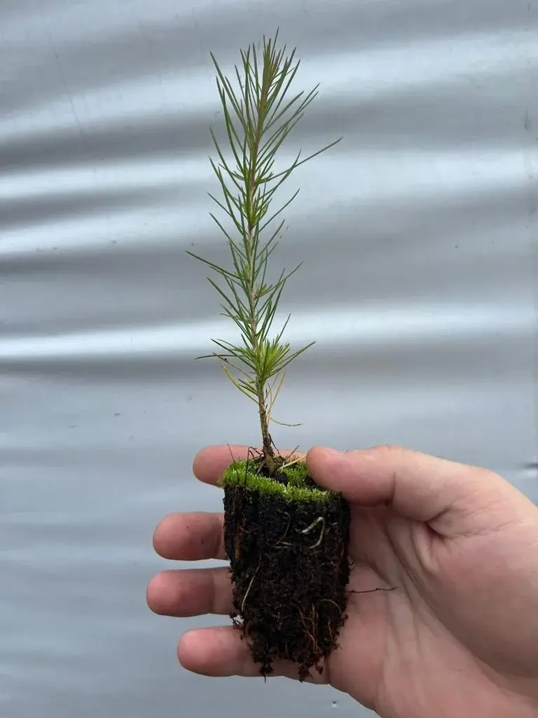 Сеянцы сосны обыкновенной (Pinus sylvestris) 1-2 лет
