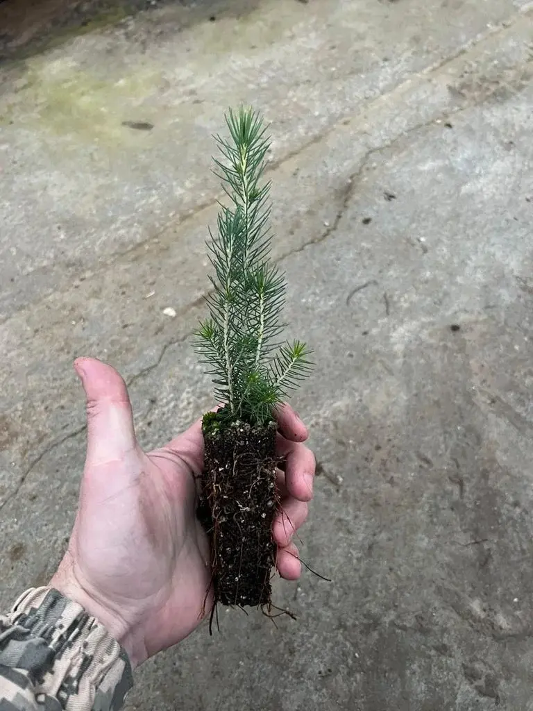Сеянцы лиственницы сибирской (Larix sibirica) 1-2 лет