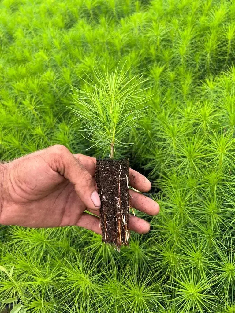 Сеянцы сосны сибирской кедровой (Pinus sibirica) 3-4 лет