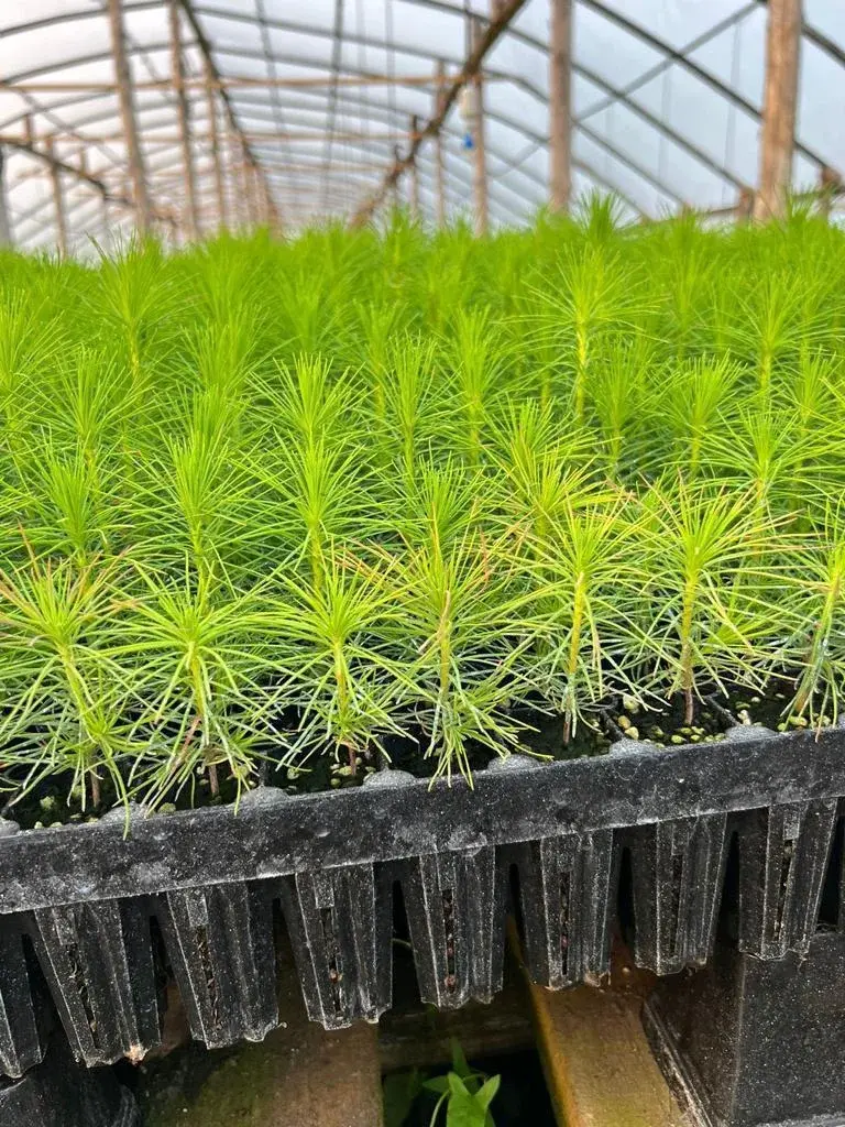 Сеянцы лиственницы сибирской (Larix sibirica) 2-3 лет