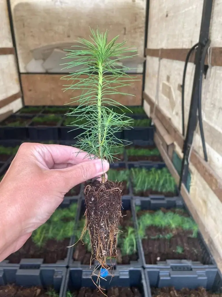 Сеянцы сосны обыкновенной (Pinus sylvestris) 2 лет