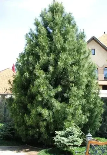 Сеянцы сосны сибирской кедровой (Pinus sibirika) 3-4 лет