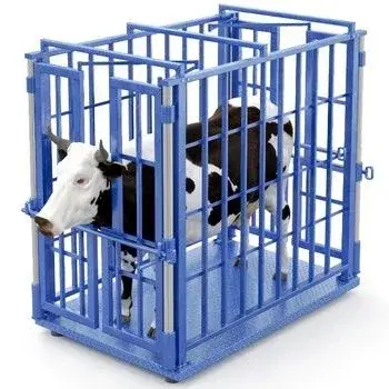 Весы для взвешивания животных стационарные с функцией фиксации КРС