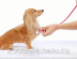 Кардиологический скрининг (консультация кардиолога, ЭХО КГ, рентгенография грудной клетк Код: 00064