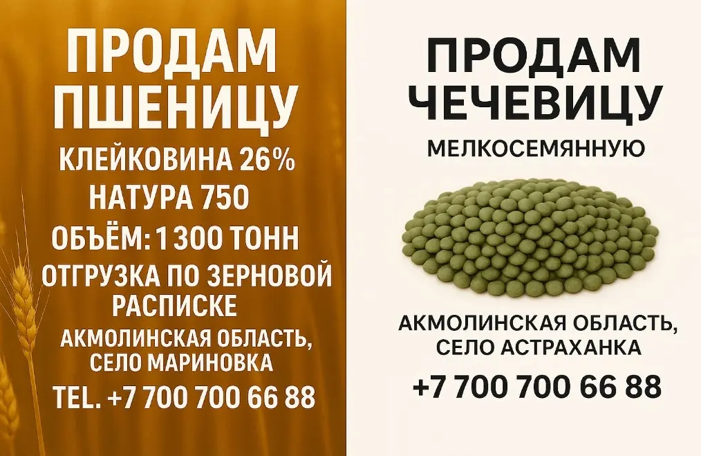 Продаём пшеницу и зелёную чечевицу