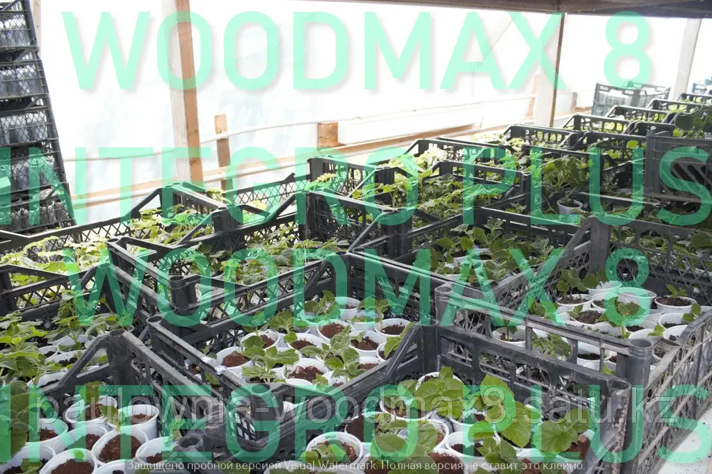Павловния Woodmax 8 саженцы