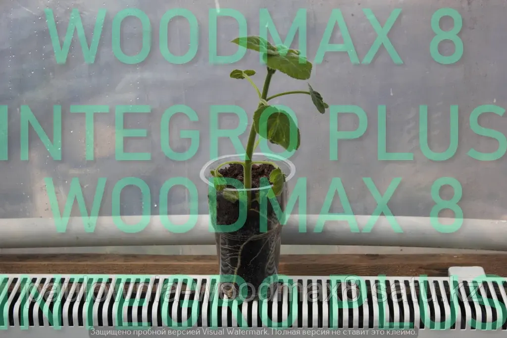 Павловния Woodmax 8 саженцы
