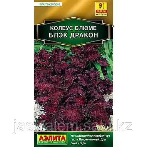 КОЛЕУС БЛЮМЕ БЛЭК ДРАКОН А