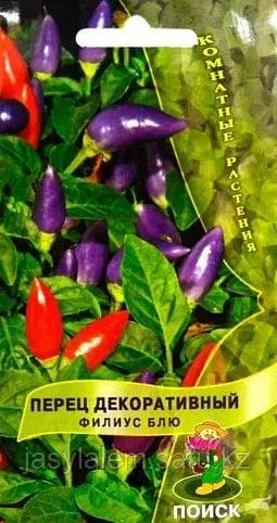 Перец декоративный "Филиус Блю" комнатные