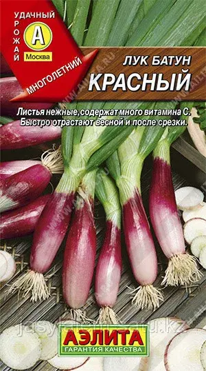 Лук батун Красный