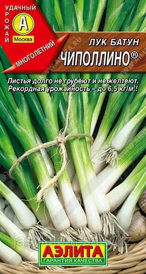 Лук батун Чиполлино