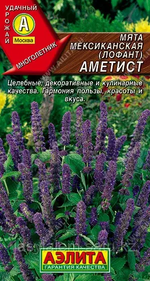 Мята мексиканская Аметист