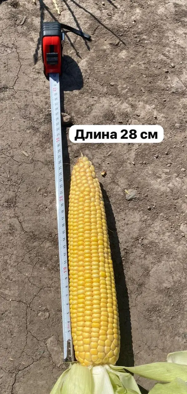 Семена кукурузы на початок, на зерно ФАО 700, гибрид WA6066.WinALL мешок 30,4 кг