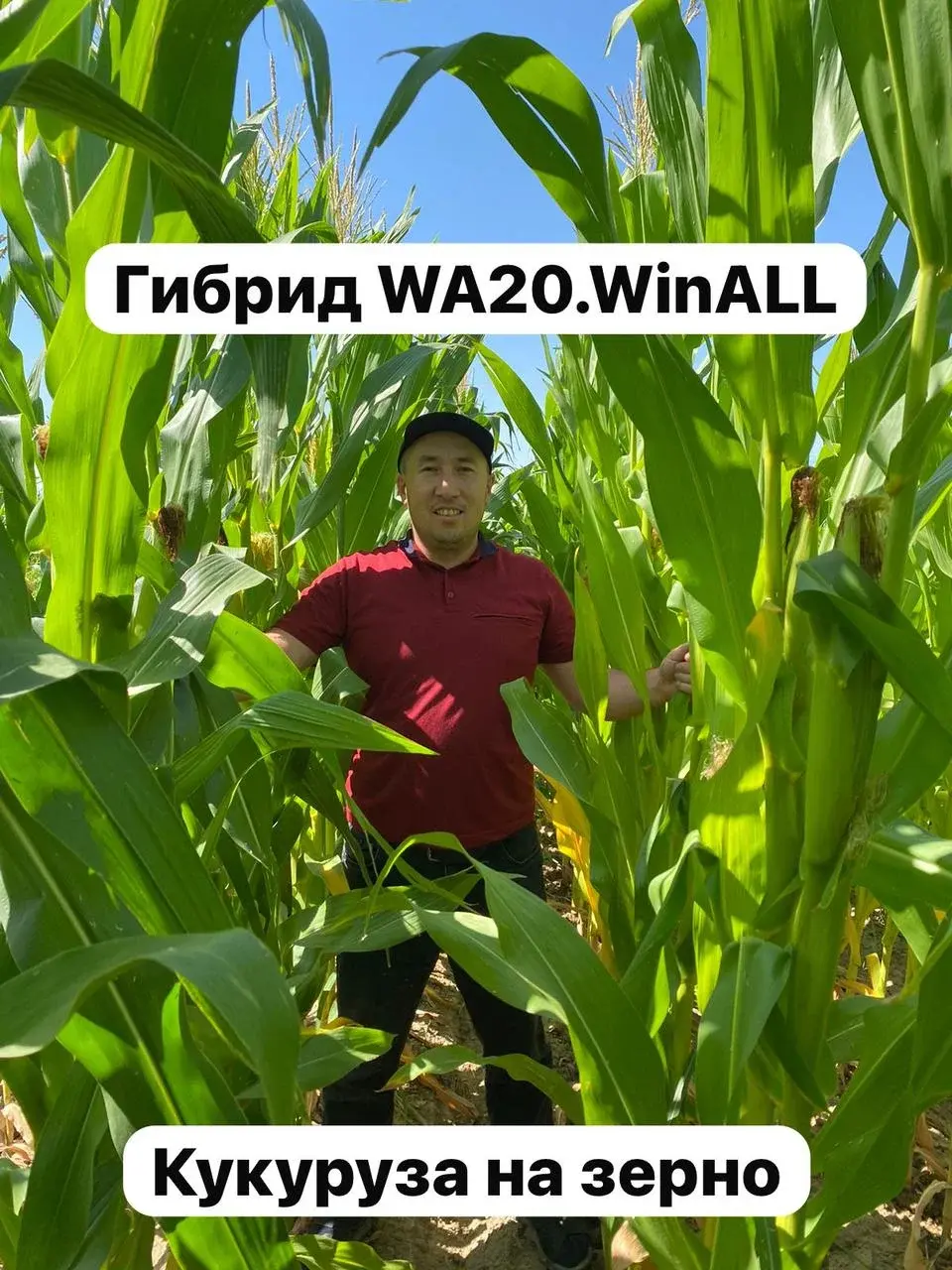 Семена кукурузы на зерно гибрид WinALL.WA20 мешок24 кг