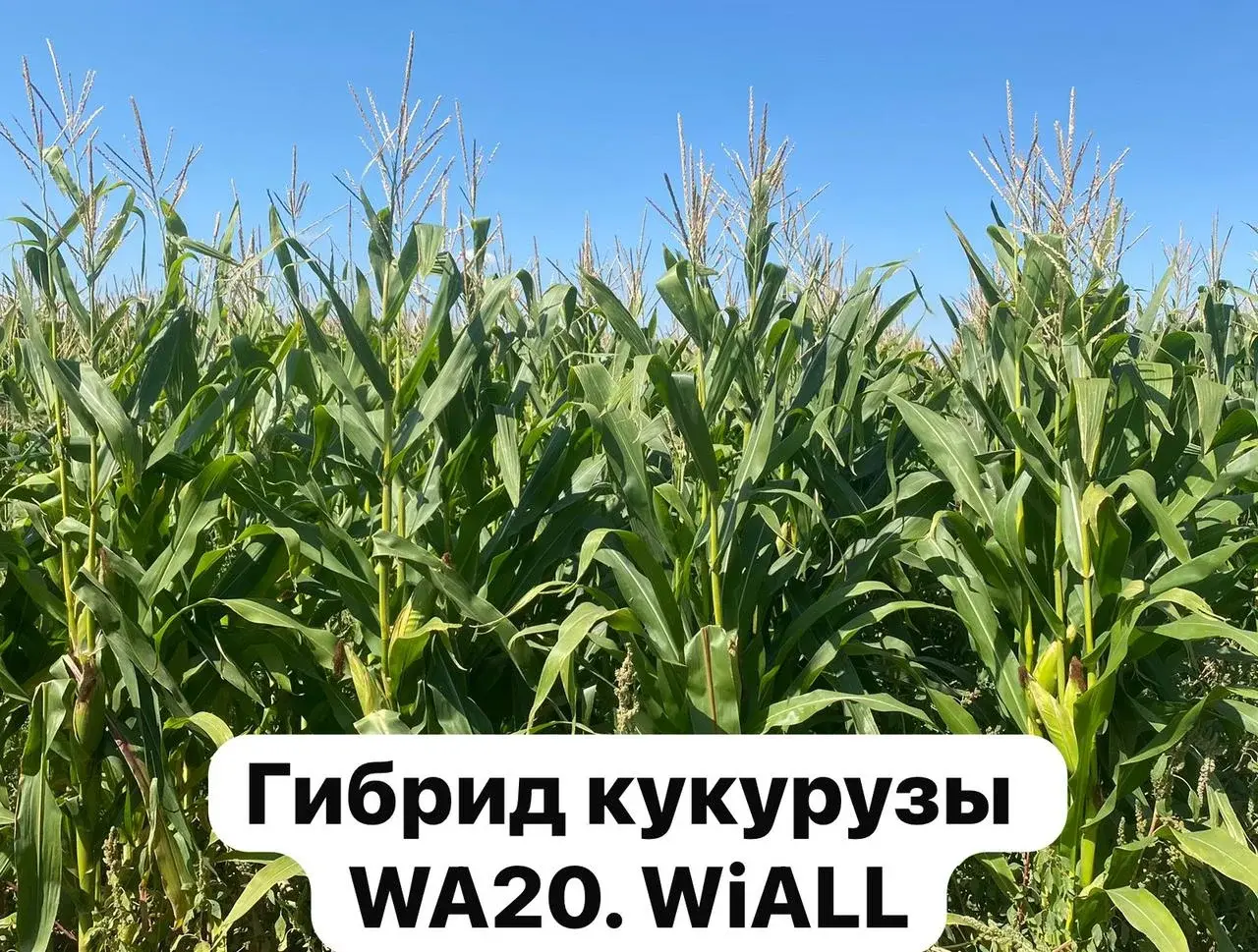 Семена кукурузы на зерно гибрид WinALL.WA20 мешок24 кг