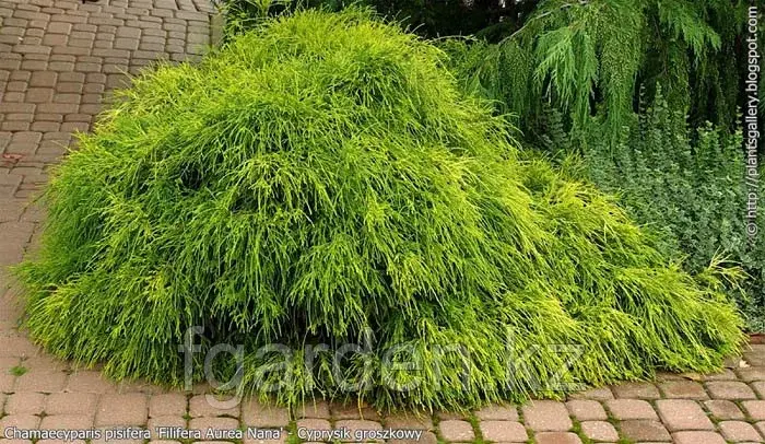 Кипарисовник Filifera Aurea Nana В наличии