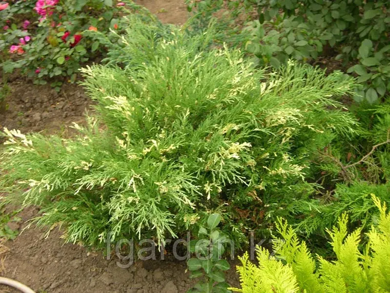Можжевельник горизонтальный "Variegata" Код: 404