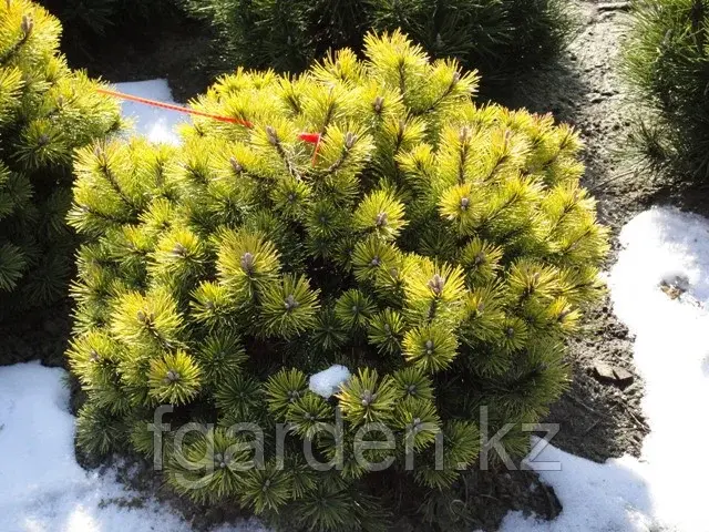 Сосна густоцветковая "Golden Ghost" Код: 204